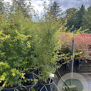 Acer pal. 'Seiryu' 175-200 cm 35L