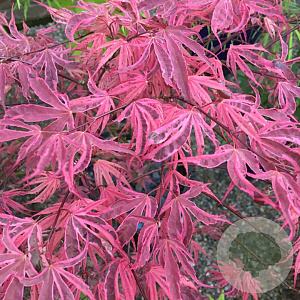Acer pal. 'Shirazz' 150-175 cm 50L
