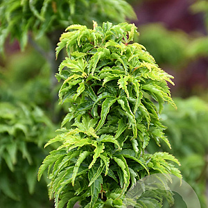 Acer pal. 'Shishigashira' 125-150 cm 20L