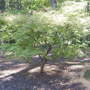 Acer pal. 'Shigitatsu-sawa' 200-250 cm cont. 130L