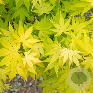 Acer pal. 'Ueno-yama' 200-250 cm cont. 80L