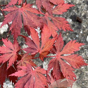 Acer shirasawanum 'Gloria' 200-250 cm cont. 80L