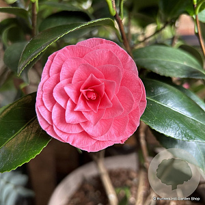 Camellia j. 'Bonomiana' 100-125 cm 20L