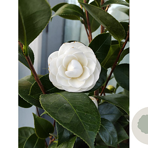 Camellia j. 'Paolina Maggi' 125-150 cm 20L