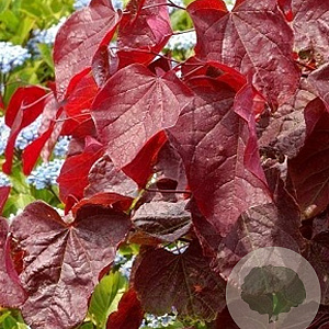 Cercis can. Red Force 300-350 cm cont. 80L