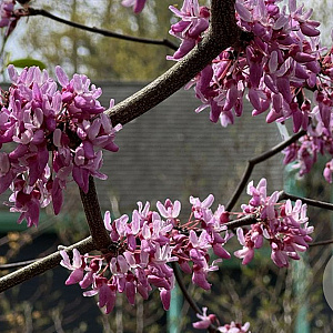 Cercis can. Zig Zag 125-150 cm 20L