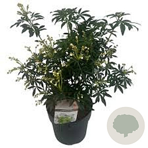 Choisya Green Fingers 80-100 cm 20L