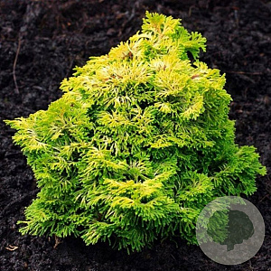 Chamaecyparis o. 'Nana Grac. Aurea' 90-100 cm 35L