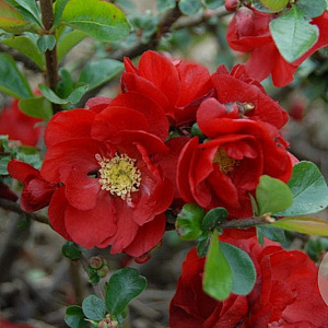 Chaenomeles spec. 'Scarlet Storm' 150-175 cm 50L