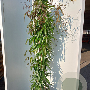 Clematis armandii 175-200 cm 20L 3 stok