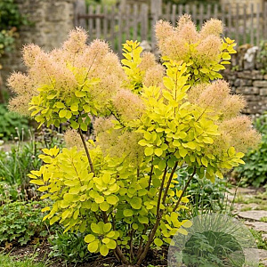 Cotinus cog. Lemon Lady 175-200 cm 20L
