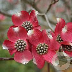 Cornus fl. 'Red Giant' 300-350 cm cont. 130L