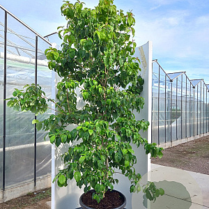 Cornus florida rubra 250-300 cm cont. 110L
