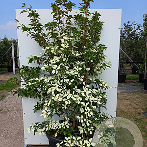 Cornus hongkongensis 175-200 cm cont. 80L
