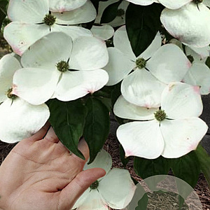 Cornus Hyperion 200-250 cm 20L