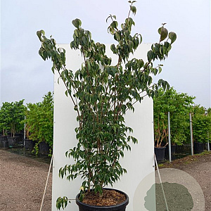 Cornus k. 'Blue Shadow' 250-300 cm cont. 80L