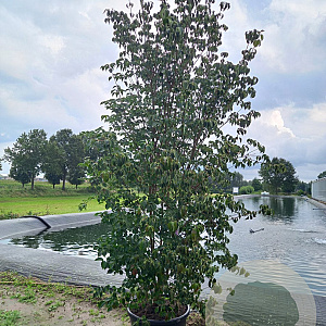Cornus k. 'China Girl' 300-350 cm cont. 80L