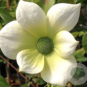 Cornus k. Manderin Jewel 125-150 cm 35L