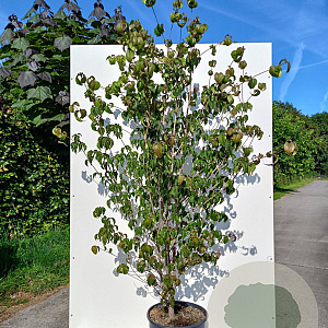 Cornus kousa 150-175 cm 20L