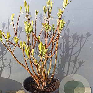 Edgeworthia chrys. 'Grandiflora' 100-125 cm 35L