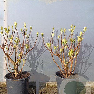 Edgeworthia chrys. 'Grandiflora' 100-125 cm 35L