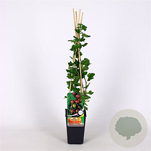 Ribes u.-c. 'Captivator' 70 cm 2,0L