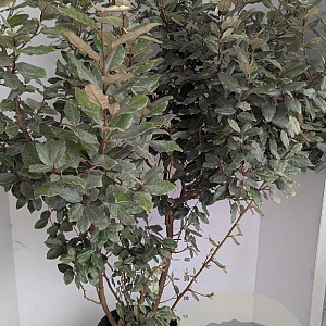 Elaeagnus ebb. 'Compacta' 150-175 cm 20L
