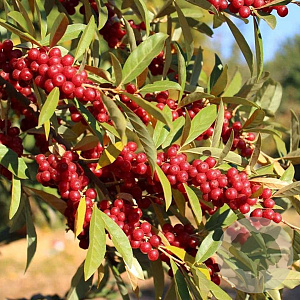 Elaeagnus umbellata 'Amoroso' 175-200 cm 20L