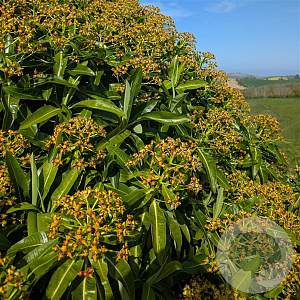 Euphorbia mellifera 80-100 cm 20L