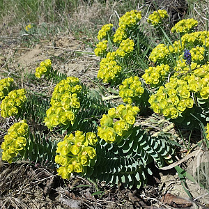 Euphorbia myrsinites GM c20