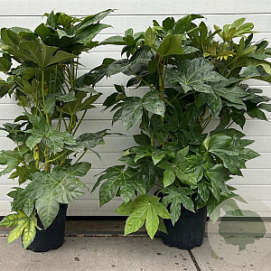 Fatsia japonica 100-125 cm 20L