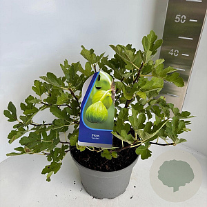Ficus carica 30-40 cm 5,0L