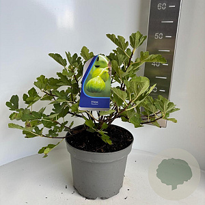 Ficus carica 30-40 cm 5,0L
