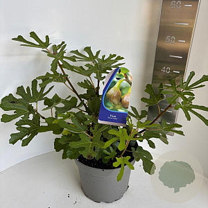 Ficus car. 'Brown Turkey' 40-50 cm 5,0L