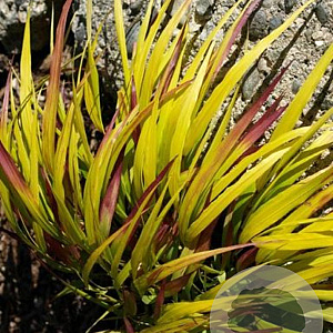 Hakonechloa macra Sunflare GM c20