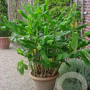 Hedychium gardnerianum GM c20