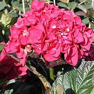 Hydrangea m. 'Merveille Sanguinea' 50-60 cm 20L