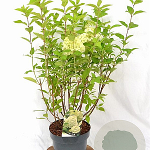 Hydrangea pan. 'Limelight' 40-60 cm 5,0L