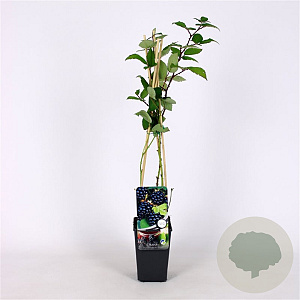 Rubus frut. 'Himalaya' 70 cm 2,0L