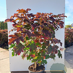 Hydrangea querc. 'Burgundy' 100-125 cm 20L