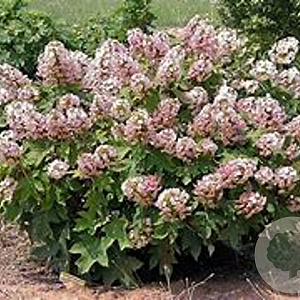 Hydrangea querc. 'Munchkin' 60-80 cm 20L