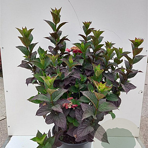 Hydrangea s. Daredevil 80-100 cm 20L