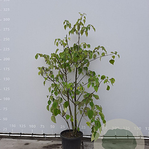 Idesia polycarpa 175-200 cm 50L