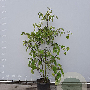 Idesia polycarpa 175-200 cm 50L