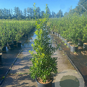 Ilex aq. 'Alaska' 125-150 cm 20L