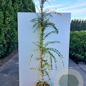 Jasminum nudiflorum 200-250 cm 20L met stok