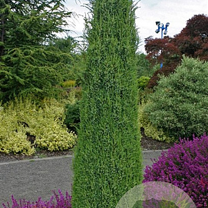 Juniperus comm. 'Hibernica' 100-125 cm 20L