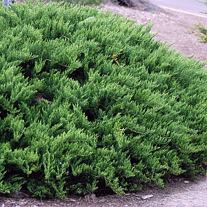 Juniperus sabina 'Tamariscifolia' 80-100 cm 20L breed