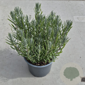 Lavandula ang. 'Dwarf Blue' 20-25 cm 2,0L