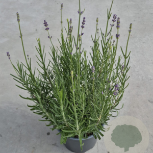Lavandula ang. 'Munstead' 20-25 cm 2,0L